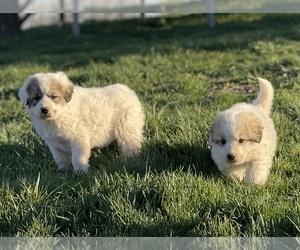 Great Pyrenees Puppy for sale in DEARBORN, MO, USA