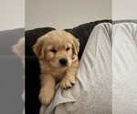 Small #4 Golden Retriever