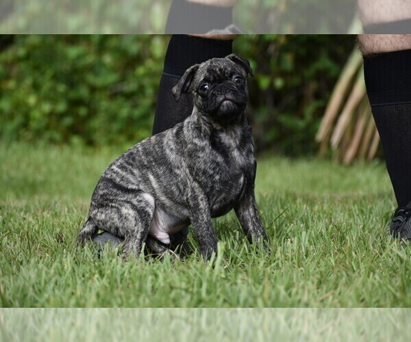Medium Photo #3 Pug Puppy For Sale in PALM COAST, FL, USA