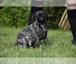 Small #2 Pug