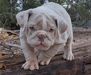 English Bulldog Puppy for Sale in HESPERIA, California USA