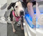 Small #16 Great Dane Mix