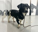 Small #7 Chiweenie