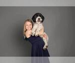 Small Photo #1 Cavapoo (Miniature)-Saint Berdoodle Mix Puppy For Sale in MILLVILLE, MN, USA
