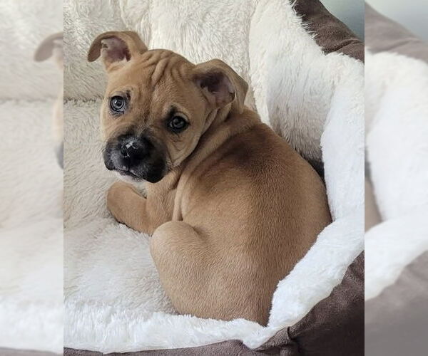 Medium Photo #3 Mutt Puppy For Sale in Clarkston, MI, USA