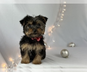 YorkiePoo Puppy for sale in HOUSTON, TX, USA