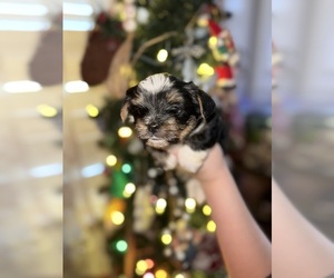 Yorkshire Terrier Puppy for sale in NORTH AUGUSTA, SC, USA