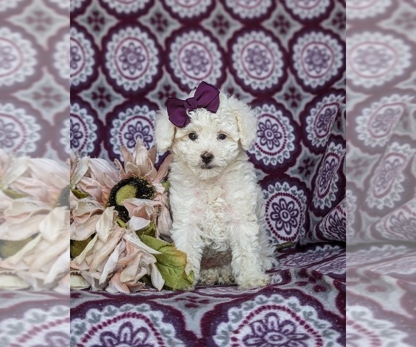 Medium Photo #3 Poodle (Toy) Puppy For Sale in NOTTINGHAM, PA, USA