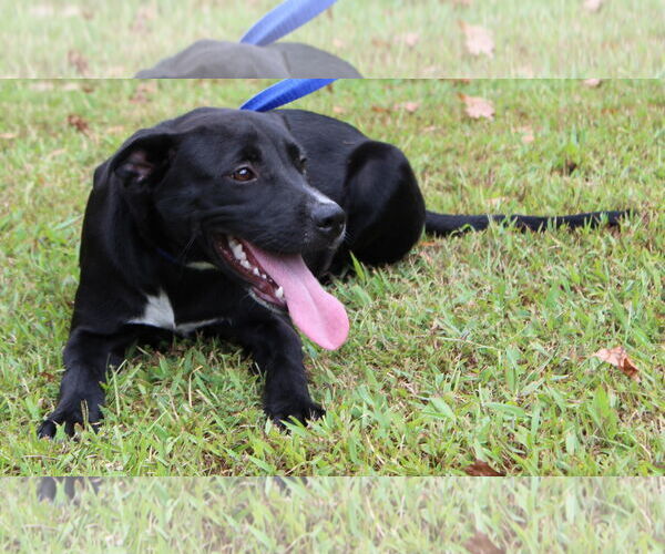 Medium Photo #3 Mutt Puppy For Sale in Prattville, AL, USA