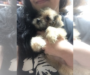 Shorkie Tzu Puppy for sale in LIBERAL, OR, USA