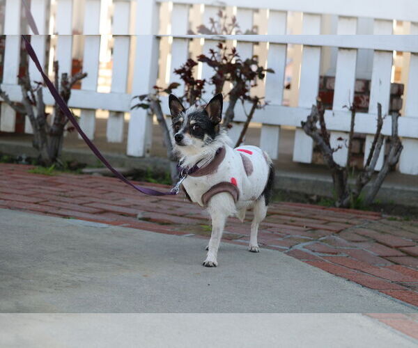 Medium Photo #6 Jack Chi Puppy For Sale in San Jose, CA, USA