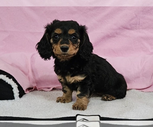 Medium Photo #2 Dachshund Puppy For Sale in CLARK, MO, USA
