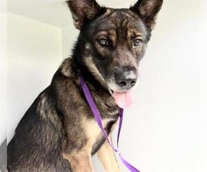 German Shepherd Dog Dogs for adoption in Houston, TX, USA