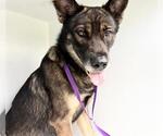 Small German Shepherd Dog