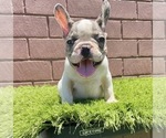 Small Photo #62 French Bulldog Puppy For Sale in JACKSONVILLE, FL, USA