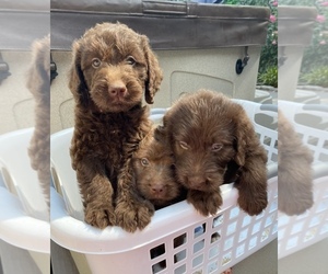 Labradoodle Puppy for sale in MACON, GA, USA