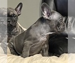 Small Photo #55 French Bulldog Puppy For Sale in JACKSONVILLE, FL, USA