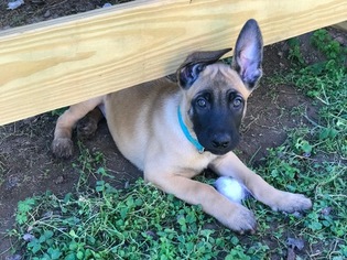 Belgian Malinois Puppy for sale in HOLLYWOOD, AL, USA