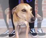 Small #1 Labrador Retriever Mix
