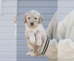 Small Photo #6 Bernedoodle-Golden Retriever Mix Puppy For Sale in HARRISONVILLE, MO, USA