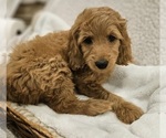 Puppy 6 Goldendoodle (Miniature)