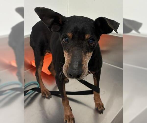 Medium Photo #1 Miniature Pinscher Puppy For Sale in Bakersfield, CA, USA