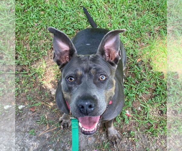 Medium Photo #3 American Pit Bull Terrier-Unknown Mix Puppy For Sale in Oakhurst, NJ, USA