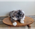 Small Photo #16 Miniature Bernedoodle Puppy For Sale in CUBA CITY, WI, USA