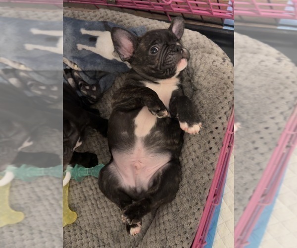 Medium Photo #5 French Bulldog Puppy For Sale in WACO, TX, USA