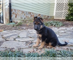German Shepherd Dog Puppy for sale in LITHIA SPGS, GA, USA