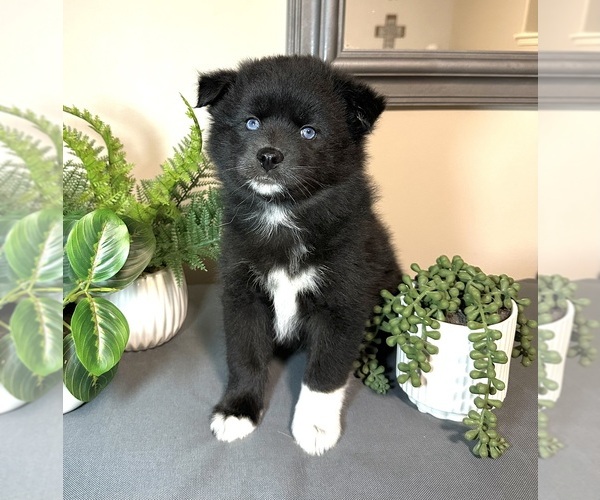 Medium Photo #1 Pomsky Puppy For Sale in DE SOTO, KS, USA