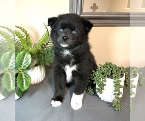 Pomsky Puppy for sale in DE SOTO, KS, USA