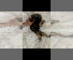 Small #1 Brussels Griffon
