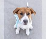 Small #10 Labrador Retriever Mix