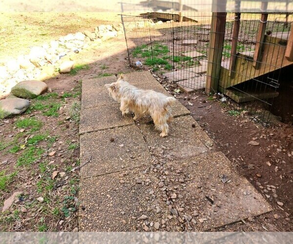 Medium Photo #7 Yorkshire Terrier Puppy For Sale in MARIETTA, GA, USA