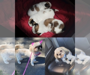 Shih Tzu Puppy for sale in WATERBURY, CT, USA
