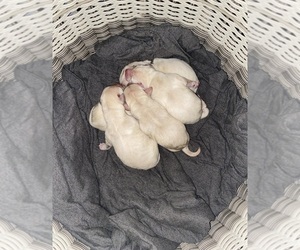 Labrador Retriever Puppy for sale in WILDWOOD, FL, USA