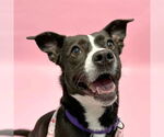 Small #6 Labrador Retriever Mix