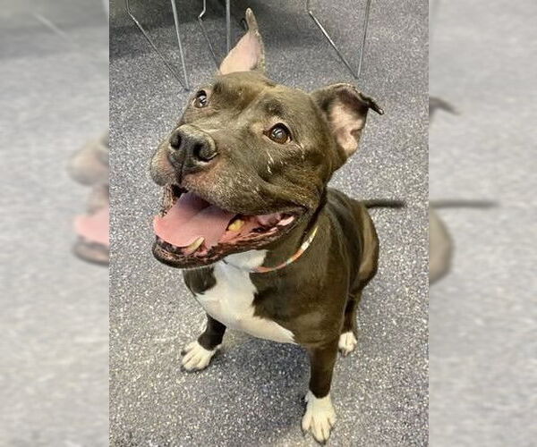 Medium Photo #3 Mutt Puppy For Sale in Anchorage, AK, USA