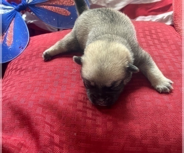 Medium Photo #2 Pom-A-Pug Puppy For Sale in MERIDEN, MN, USA