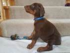 Small Photo #2 Doberman Pinscher Puppy For Sale in CEDAR CREST, NM, USA