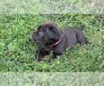 Puppy Diamondpurple Cane Corso