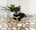 Small #1 Shiba Inu