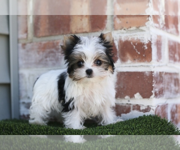 Medium Photo #2 Yorkshire Terrier Puppy For Sale in SAN FRANCISCO, CA, USA