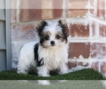 Small Photo #2 Yorkshire Terrier Puppy For Sale in SAN FRANCISCO, CA, USA