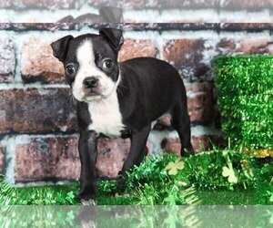 Boston Terrier Puppy for sale in BEL AIR, MD, USA