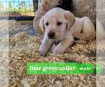 Small Photo #1 Labrador Retriever Puppy For Sale in FALLON, NV, USA