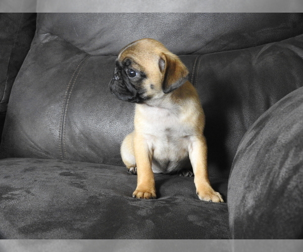 Medium Photo #2 Pug Puppy For Sale in FALL CREEK, WI, USA