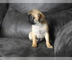 Small #1 Pug