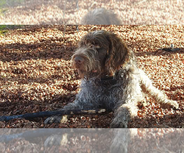 Medium Photo #1 German Wirehaired Pointer Puppy For Sale in ALBANY, OR, USA